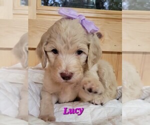 Goldendoodle Litter for sale in TOCCOA, GA, USA