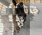 Small Photo #1 Miniature Australian Shepherd Puppy For Sale in ARDMORE, OK, USA
