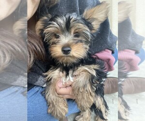 Yorkshire Terrier Litter for sale in BEAUMONT, CA, USA