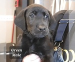 Small German Shorthaired Lab