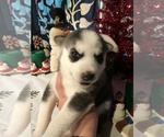 Small Photo #1 Siberian Husky Puppy For Sale in DANBY, VT, USA