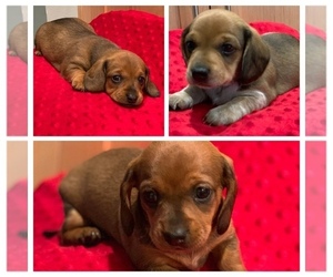 Dachshund Litter for sale in SPRINGFIELD, MO, USA