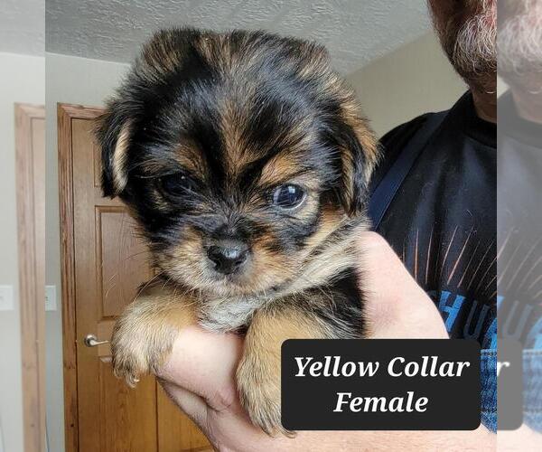 Medium Photo #1 Jarkie Puppy For Sale in BERESFORD, SD, USA