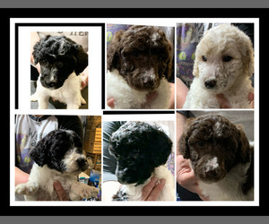 Poodle (Standard) Litter for sale in LAKEVILLE, IN, USA