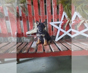 German Shepherd Dog Litter for sale in SHIPSHEWANA, IN, USA