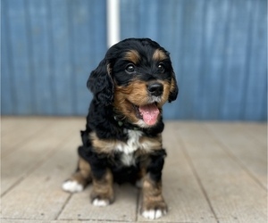 Miniature Bernedoodle Litter for sale in KNOXVILLE, TN, USA