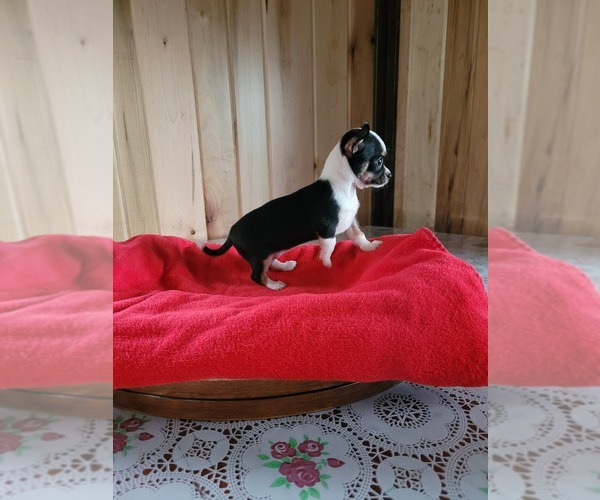 Medium Photo #1 Chihuahua Puppy For Sale in NEW HAVEN, IN, USA