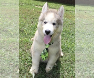 Siberian Husky Litter for sale in CONCORD, NC, USA
