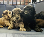 Small Photo #1 Sheepadoodle Puppy For Sale in SAINT AUGUSTINE, FL, USA