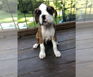 Boxer Litter for sale in BREVARD, NC, USA