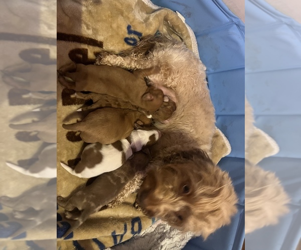 Medium Photo #1 Dachshund Puppy For Sale in LA SALLE, IL, USA