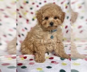 Bichpoo Litter for sale in FRYSTOWN, PA, USA