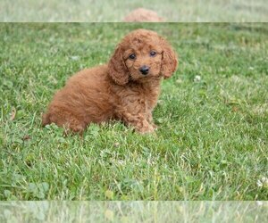 Goldendoodle (Miniature) Litter for sale in BALTIC, OH, USA