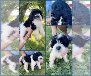 Cockapoo Litter for sale in MAYSVILLE, KY, USA