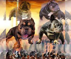 American Bully Litter for sale in DENVER, CO, USA