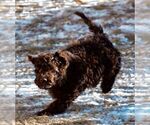 Small Spanish Water Dog