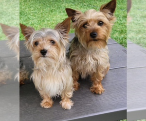 Yorkshire Terrier Litter for sale in GREEN COVE SPRINGS, FL, USA