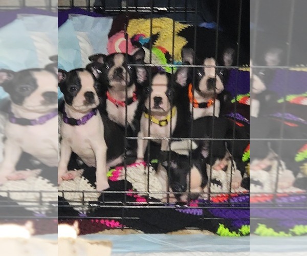 Medium Photo #1 Boston Terrier Puppy For Sale in SUGAR LAND, TX, USA