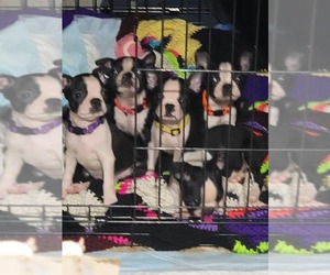 Boston Terrier Litter for sale in SUGAR LAND, TX, USA