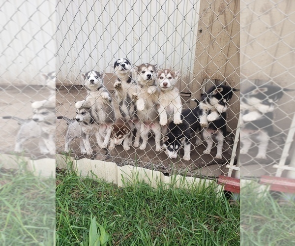 Medium Photo #1 Siberian Husky Puppy For Sale in CHATTAROY, WA, USA