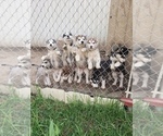 Small Photo #1 Siberian Husky Puppy For Sale in CHATTAROY, WA, USA