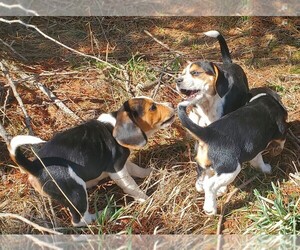 Beagle Litter for sale in TENSED, ID, USA