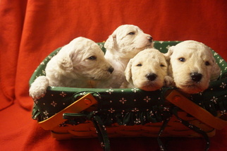 Poodle (Standard) Litter for sale in PUYALLUP, WA, USA