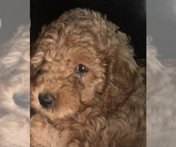 Medium Photo #1 Goldendoodle (Miniature) Puppy For Sale in HUDSON, NC, USA