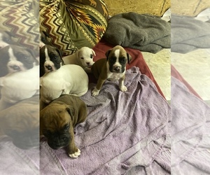 Boxer Litter for sale in LEWISTOWN, PA, USA