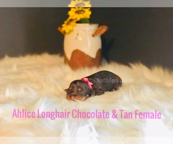 Medium Photo #1 Dachshund Puppy For Sale in CHILLICOTHE, OH, USA
