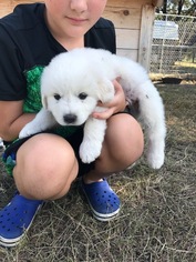 Great Pyrenees Litter for sale in LIBERTY HILL, TX, USA