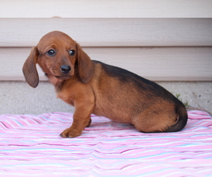 Dachshund Litter for sale in LEXINGTON, IN, USA