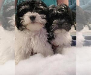 Havanese Litter for sale in MESA, AZ, USA