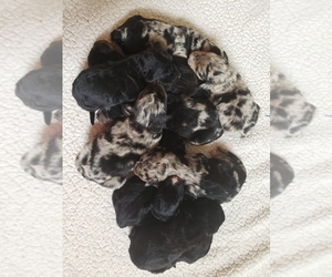 Aussiedoodle Litter for sale in BROWNSTOWN, IN, USA