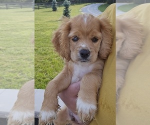 Cocker Spaniel Litter for sale in MIDDLEBURY, IN, USA