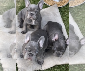 French Bulldog Litter for sale in E WENATCHEE, WA, USA