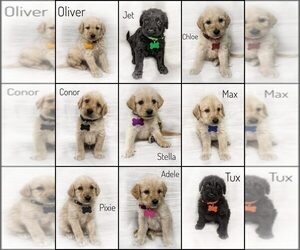 Labradoodle Litter for sale in MEMPHIS, MO, USA
