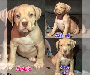 American Bully Litter for sale in READING, PA, USA