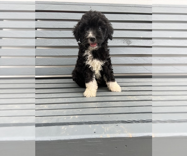 Medium Photo #1 Aussiedoodle Puppy For Sale in CHARLESTON, AR, USA