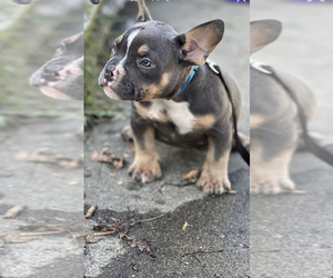 American Bully Litter for sale in BINGHAMTON, NY, USA