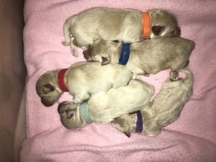 Maltipoo Litter for sale in DUPONT, WA, USA