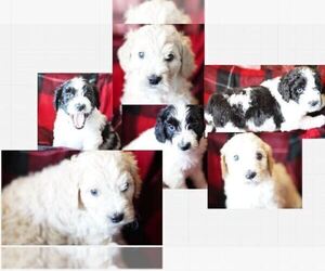 Goldendoodle-Poodle (Standard) Mix Litter for sale in NEW TAZEWELL, TN, USA