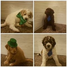 Poodle (Standard)-Pyredoodle Mix Litter for sale in EAST ALTON, IL, USA