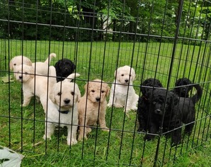 Labradoodle Litter for sale in WABASH, IN, USA
