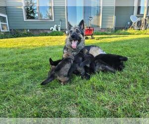 German Shepherd Dog Litter for sale in BLANCHARDVILLE, WI, USA