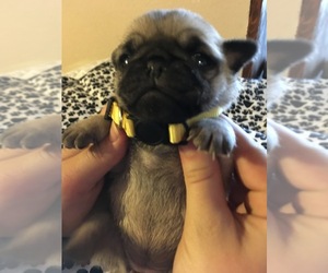 Pug Litter for sale in AFTON, WY, USA