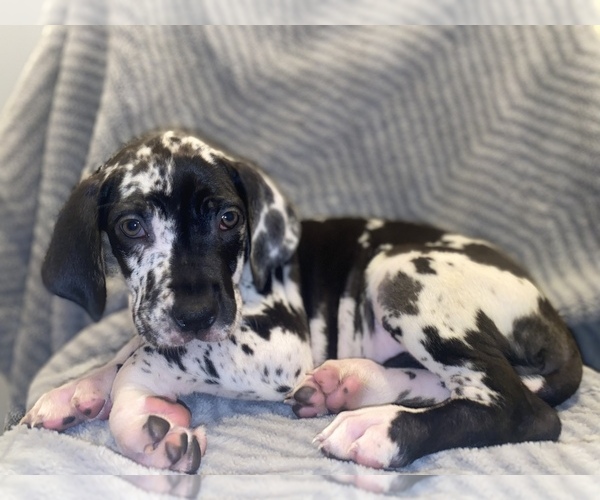 Medium Photo #1 Great Dane Puppy For Sale in FAYETTEVILLE, NC, USA