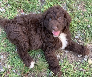Labradoodle Litter for sale in CANFIELD, OH, USA