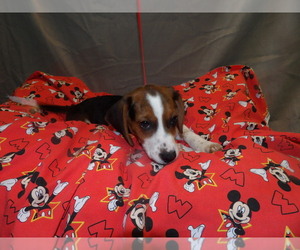Beagle Litter for sale in PATERSON, NJ, USA