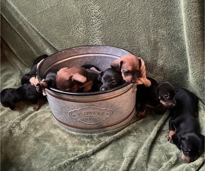 Dachshund Litter for sale in HOCKLEY, TX, USA